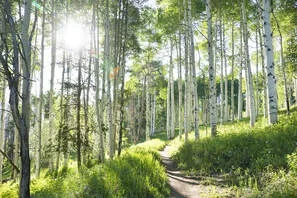 A pathway through a forest