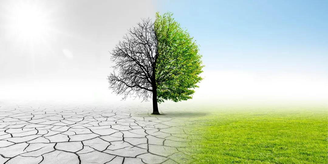 A seedling surviving in tough conditions.