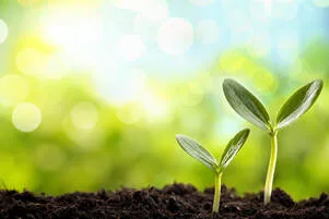 Growing seedlings